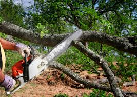 How Our Tree Care Process Works  in Lake Goodwin, WA